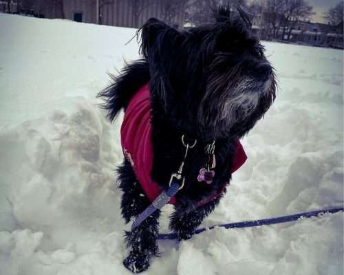 Dog-Friendly Chicago: An Interview with Sky, the Chicagoan Terrier