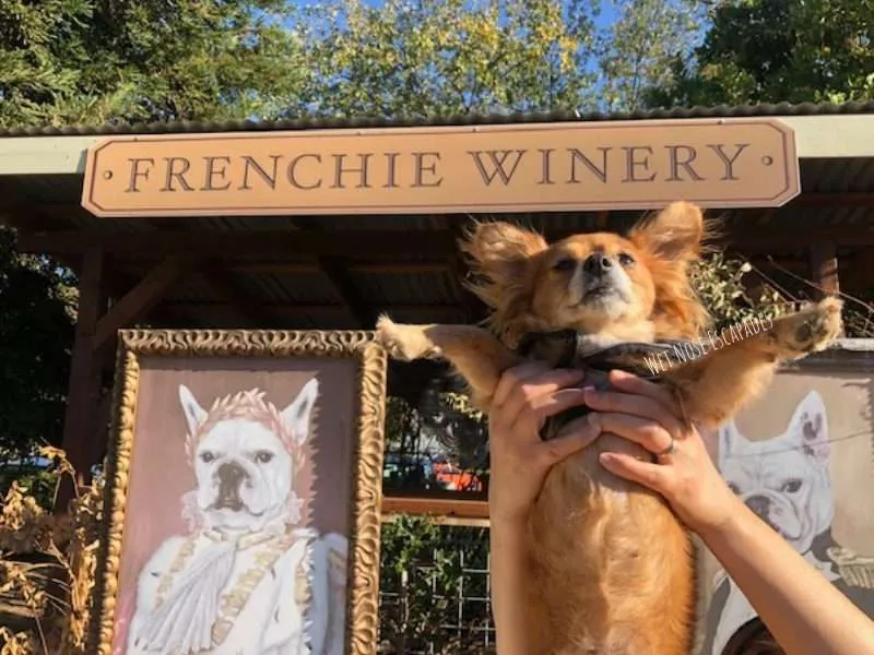 frenchie winery in st. helena, dog friendly napa valley