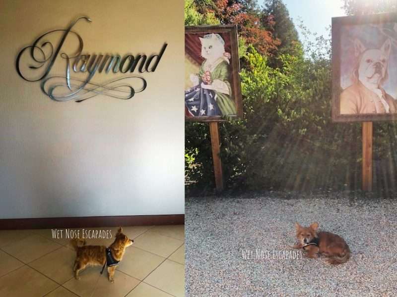 dog friendly wineries in napa valley