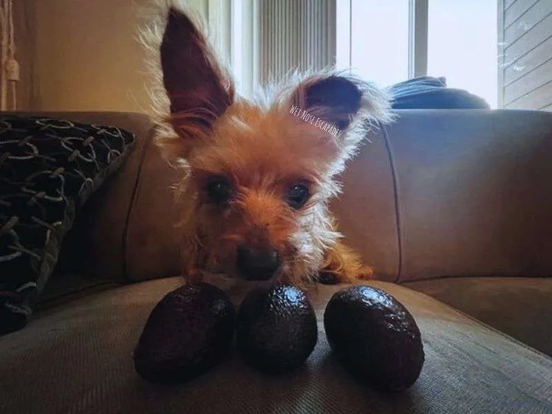 food Yorkies should not eat - avocado