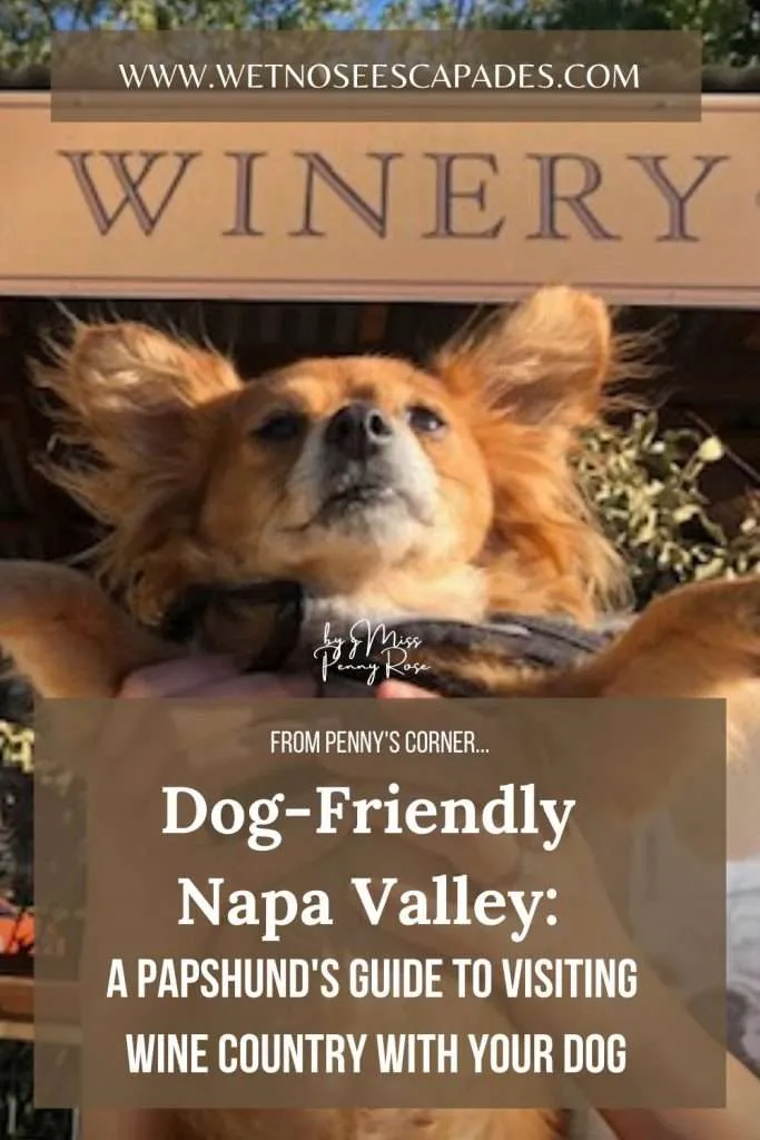 Dog-Friendly Napa Valley: A Papshund's Guide to Visiting Wine Country with Your Dog