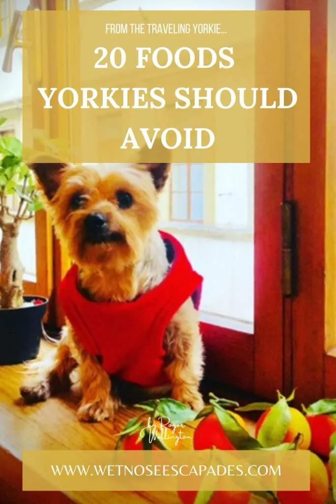 What can outlet yorkies eat