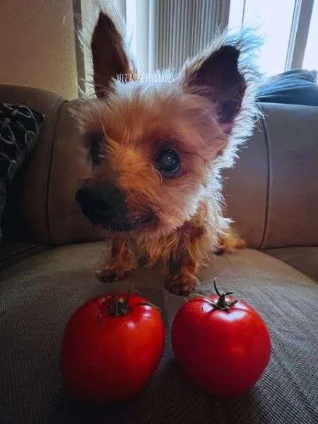 food Yorkies should not eat - tomato