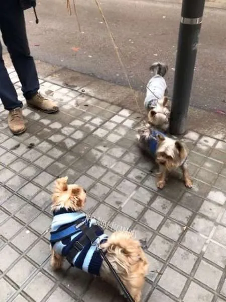 Why are yorkies hard to best sale potty train