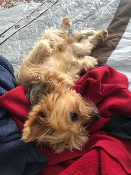 Housebreaking a outlet yorkie