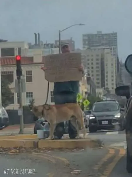 Homeless People with Dogs and Cats