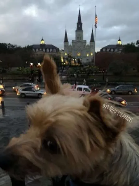 Is the French Quarter in New Orleans Dog-Friendly?