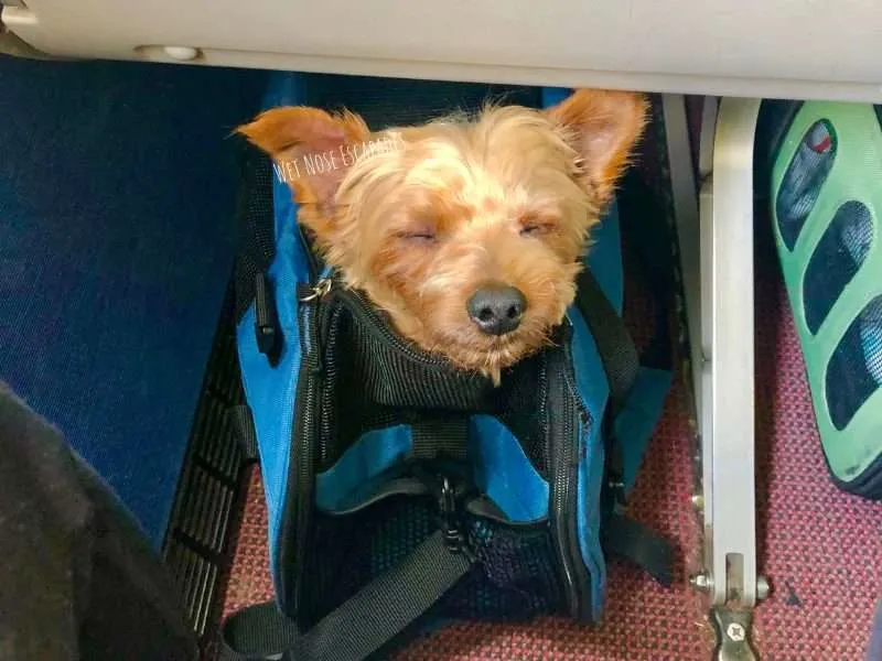 Yorkie dog flying in-cabin_How Stressful is Flying for Dogs?