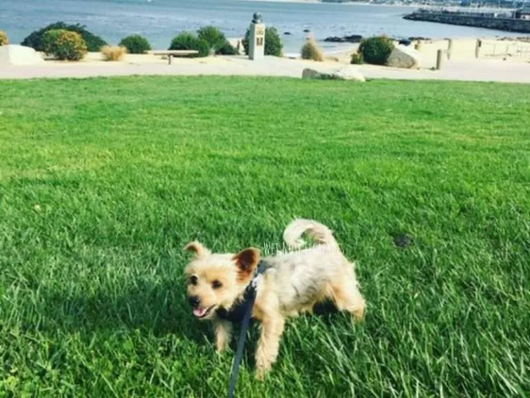 How to STOP a Yorkie from Peeing in the House Wet Nose Escapades