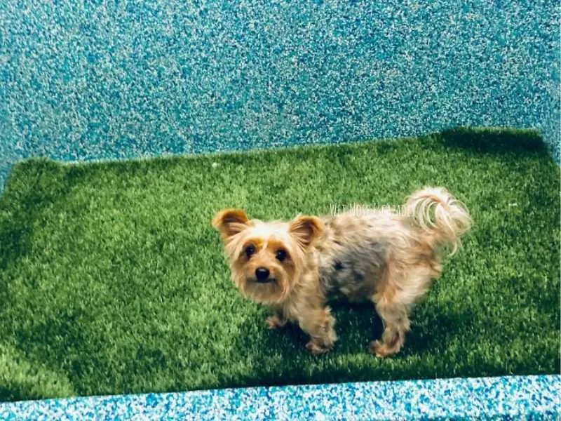 artificial lawn for yorkies potty training
