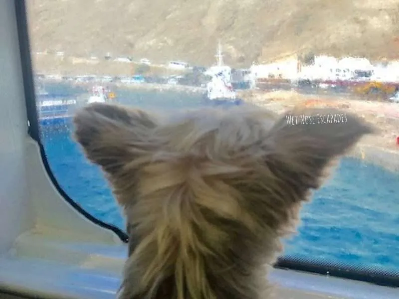 Taking a DOG to Greece from the U.S.A. & Canada