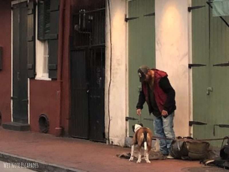 Pawfect House Unconditional Love in A Furry Bag