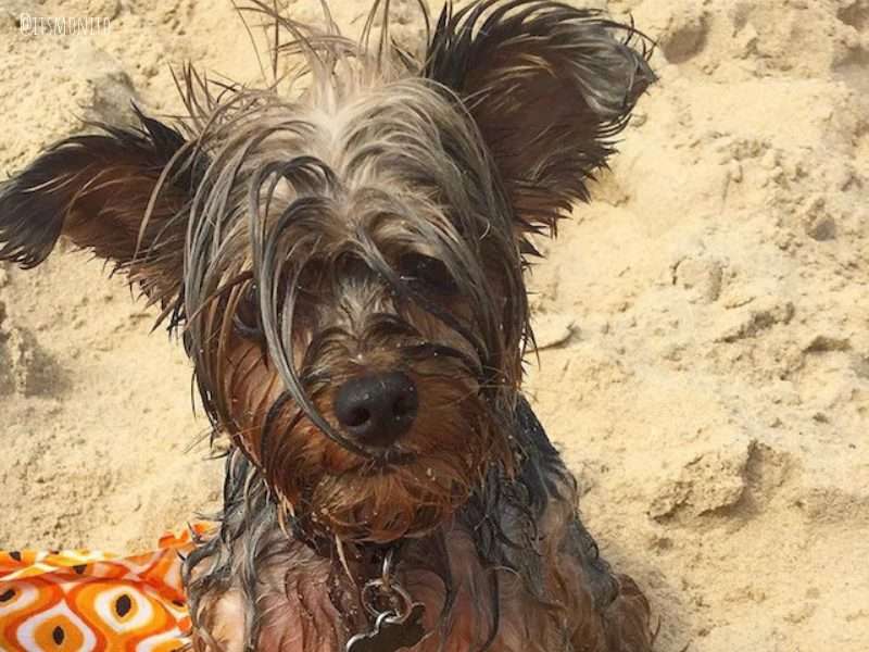 dog friendly beaches Brazil