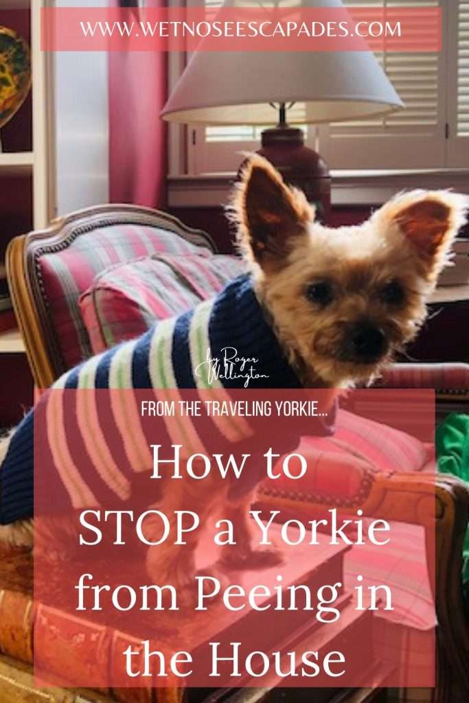 How to STOP a Yorkie from Peeing in the House