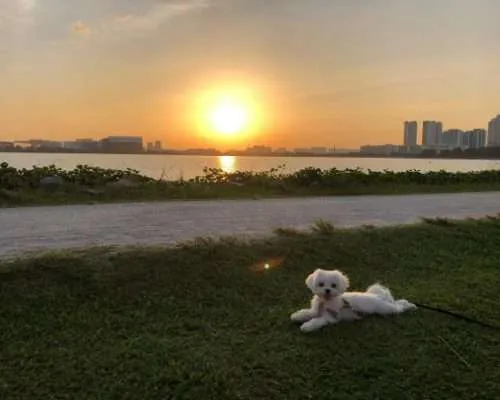 What's it Like Having a DOG in Singapore? With Phoebe the Maltese