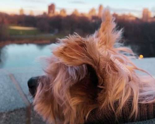 What You MUST do on the Upper West Side with Your DOG