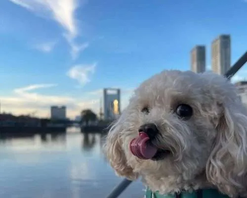 Dog-Friendly Buenos Aires, Argentina with Coco the Toy Poodle