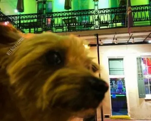 Is the French Quarter in New Orleans Dog-Friendly?