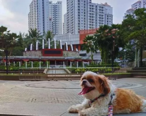 How Dog-Friendly is Jakarta, Indonesia? With Ichi the Shih Tzu and Hana the Dachshund