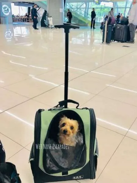 Dog on a 10+ hour Flight: What to Expect (2024) - Wet Nose Escapades