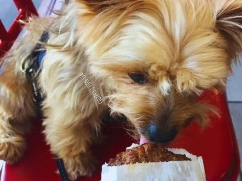 Pup Patty from In-N-Out: A Yorkie's Honest Taste Test & Review