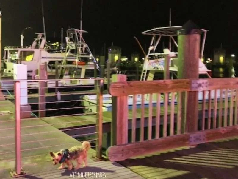 Dog-Friendly Coastal Mississippi: A Yorkie visits Biloxi and Gulfport