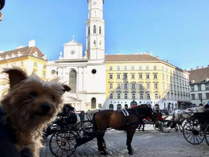 Traveling to Austria with a Dog: A Yorkie's MUST-SNIFF Guide
