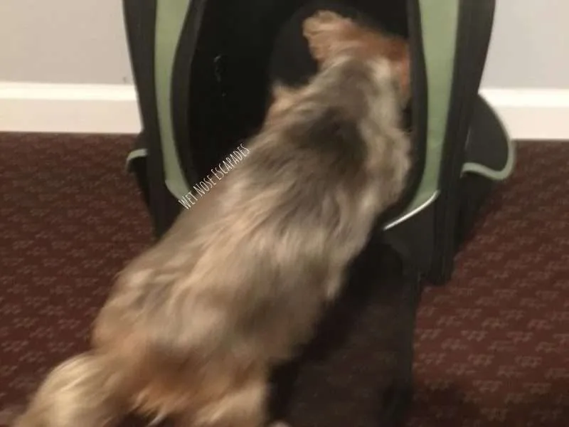 Dog Hates Carrier? Try these 8 Expert Tips to Make Your Dog Feel Comfortable Inside a Carrier