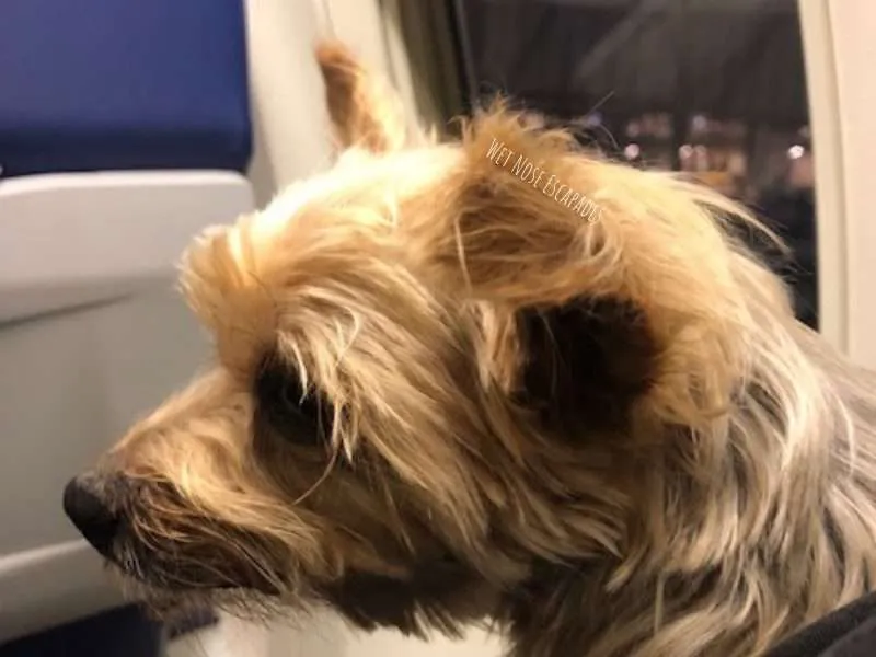 Dogs on long store flights