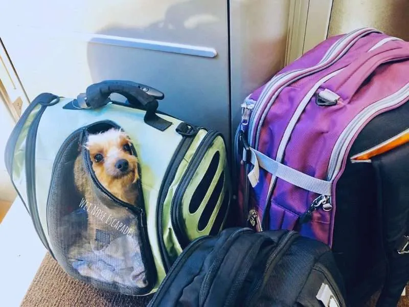 American airlines store dogs in cabin