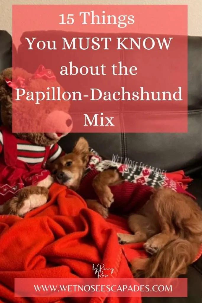 15 Things You MUST Know about a Papillon-Dachshund Mix