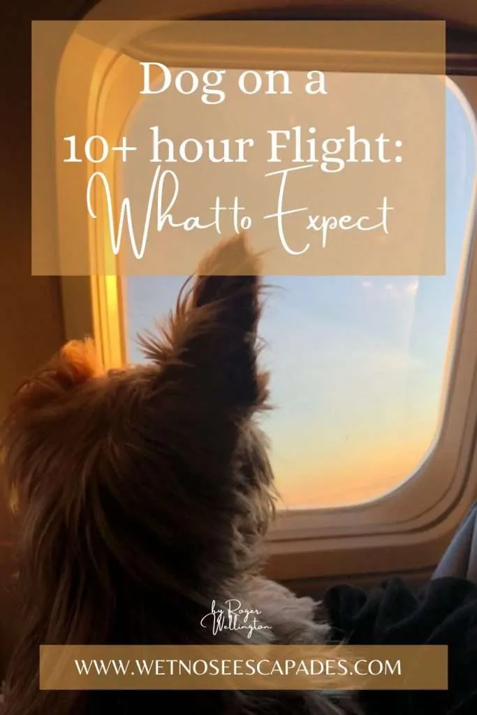 Dog on a 10+ hour flight: What to Expect