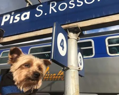 Are Dogs Allowed on Trains in Italy?