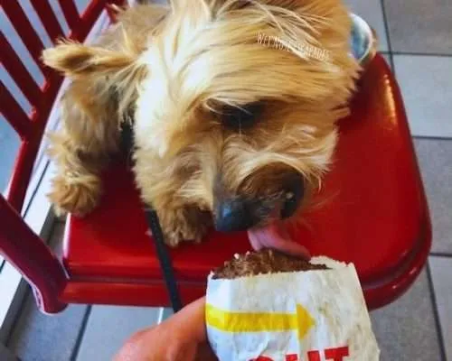 Pup Patty from In-and-Out: A Yorkie's Taste Test & Review