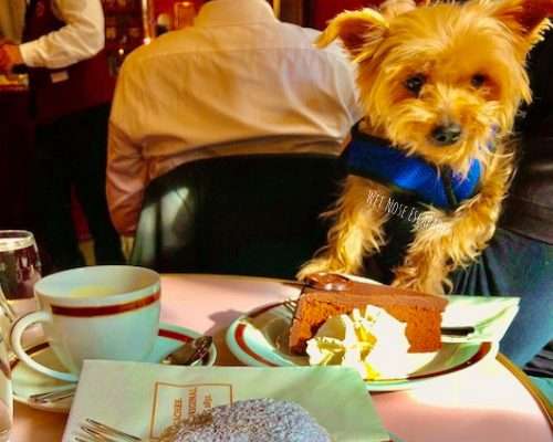 Traveling to Austria with a Dog: A Yorkie's MUST-SNIFF Guide