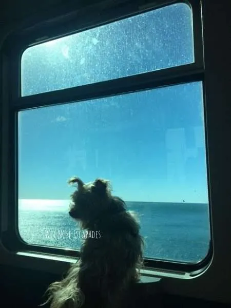 Visiting Cinque Terre with a DOG: A Yorkie's Italian Escapades