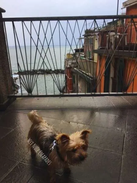 Visiting Cinque Terre with a DOG: A Yorkie's Italian Escapades