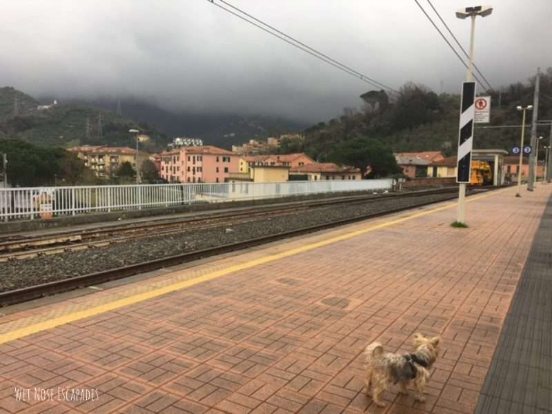 Visiting Cinque Terre with a DOG: A Yorkie's Italian Escapades