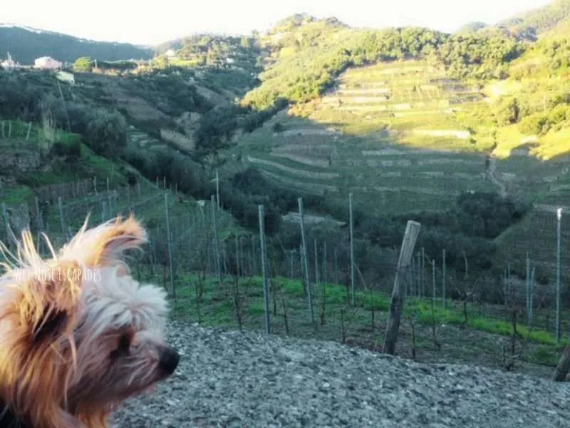 Visiting Cinque Terre with a DOG: A Yorkie's Italian Escapades