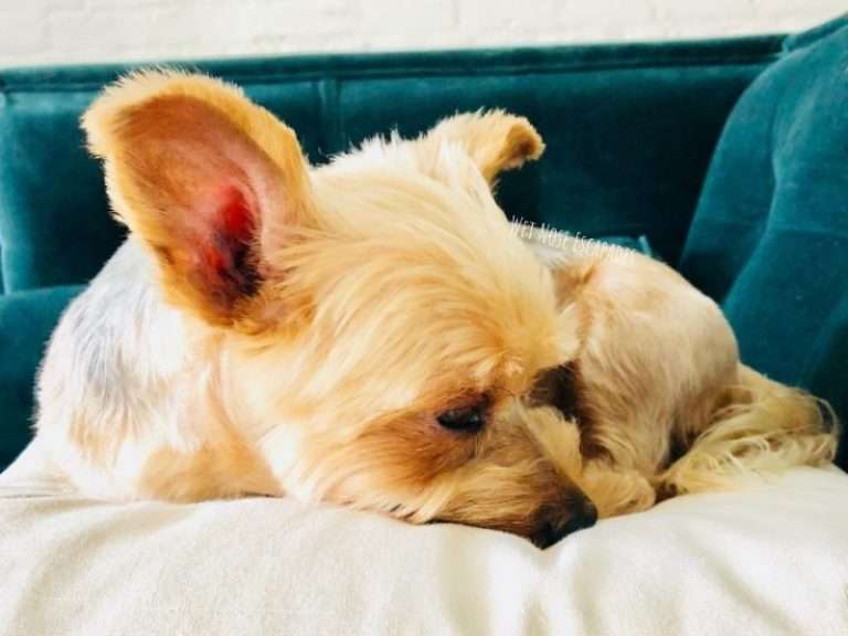 Keeping a Dog in a Cage All Day Wet Nose Escapades