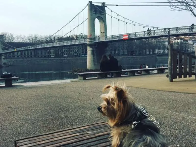 Dog-Friendly Lyon, France: A Yorkie BARKS What You MUST do with Your Dog in Lyon