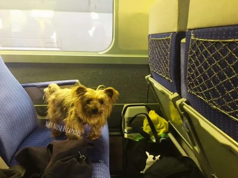 are dogs permitted on virgin trains