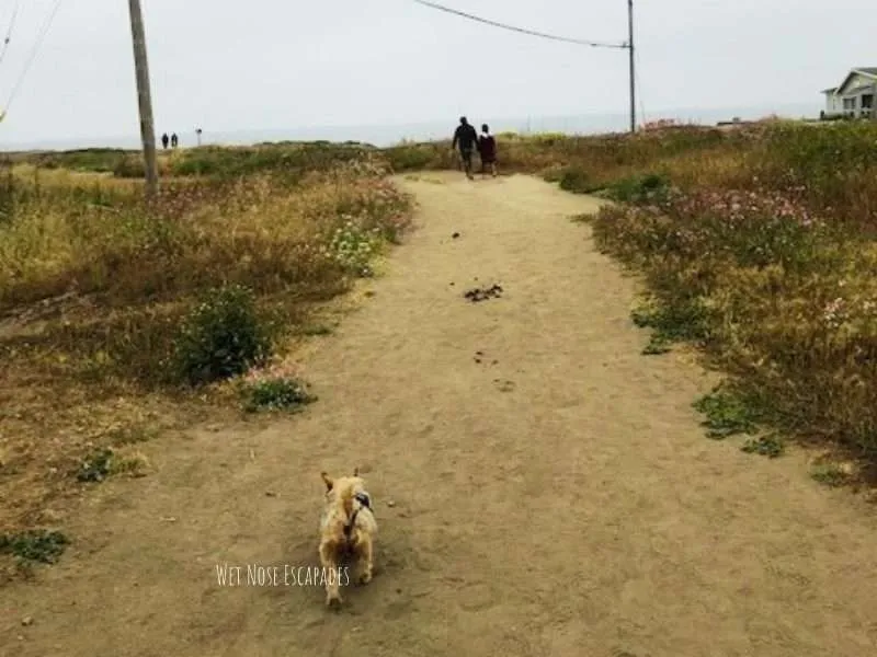 The BEST Dog-Friendly Things to do in Half Moon Bay, CA