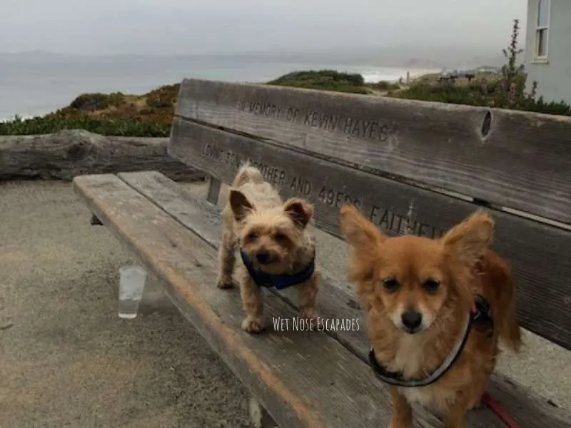 The BEST Dog-Friendly Things to do in Half Moon Bay, CA