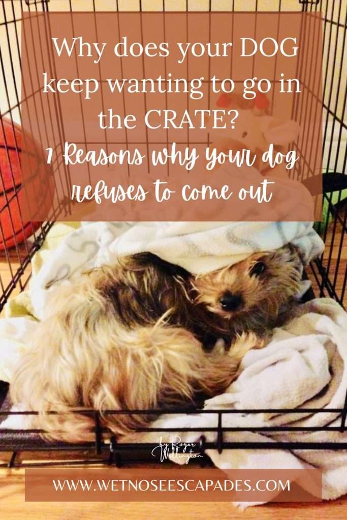 Why does your DOG keep wanting to go in the CRATE? 7 Reasons why your dog refuses to come out