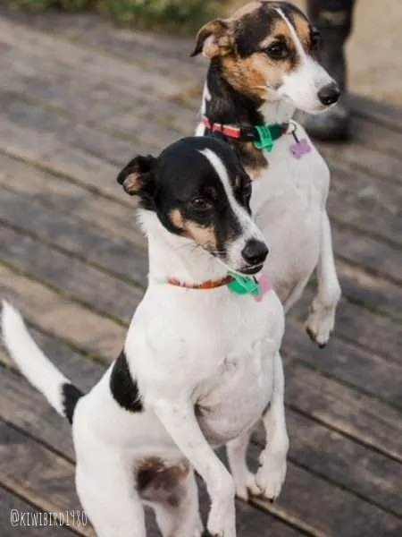 Dog-Friendly Wellington, New Zealand with Fox Terriers Milly & Poppy