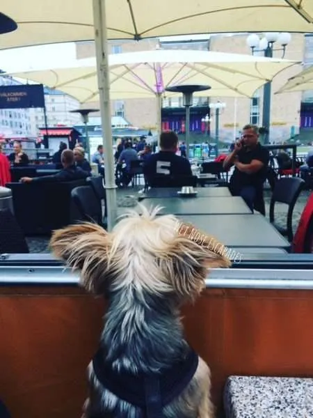 Traveling to Sweden with a DOG: A Yorkie's MUST-SNIFF Guideq