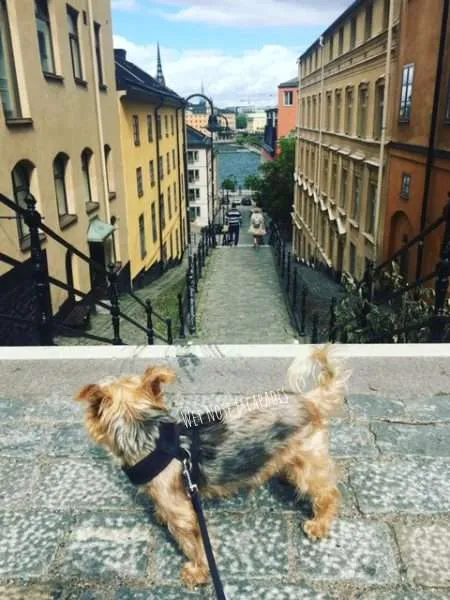 Traveling to Sweden with a DOG: A Yorkie's MUST-SNIFF Guide