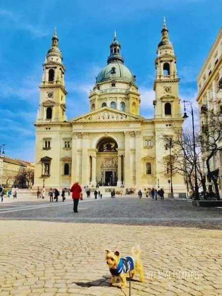 Is Hungary Dog-Friendly? A Yorkie's Guide to Visiting Hungary with Your DOG
