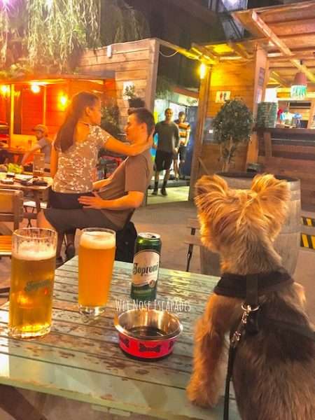 Is Hungary Dog-Friendly? A Yorkie's Guide to Visiting Hungary with Your DOG